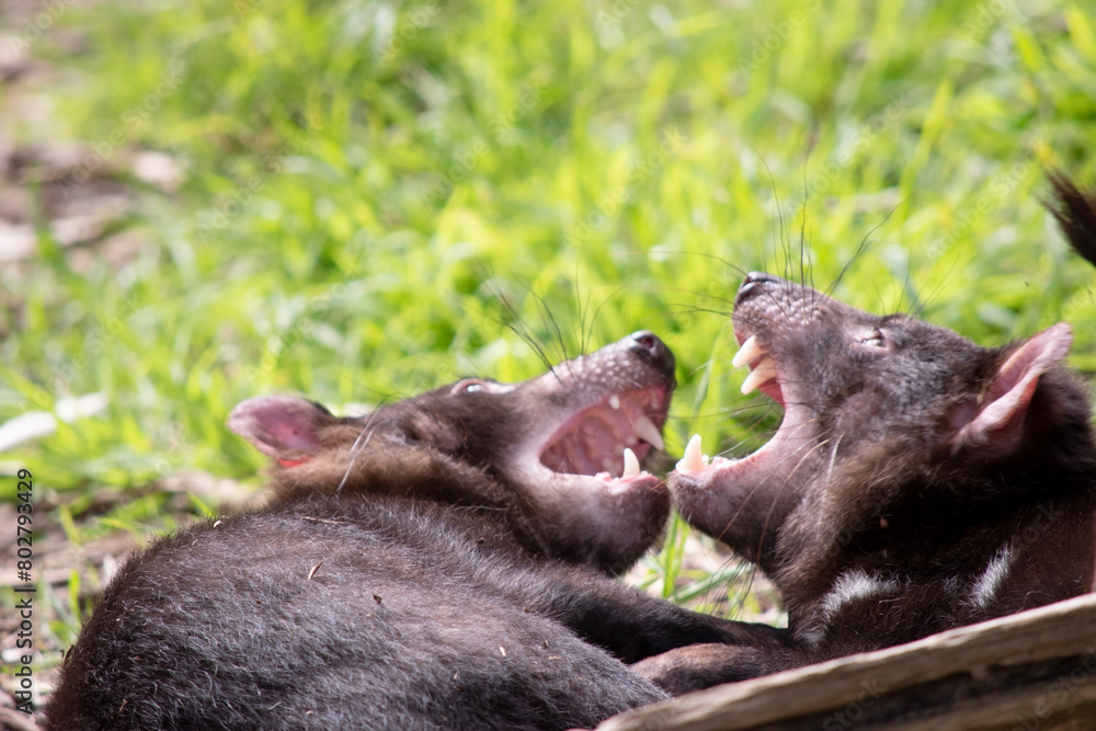 Fototapeta premium Tasmanian Devils are the size of a small dog. Devils have black fur with a large white stripe across their breast and the odd line on their back.