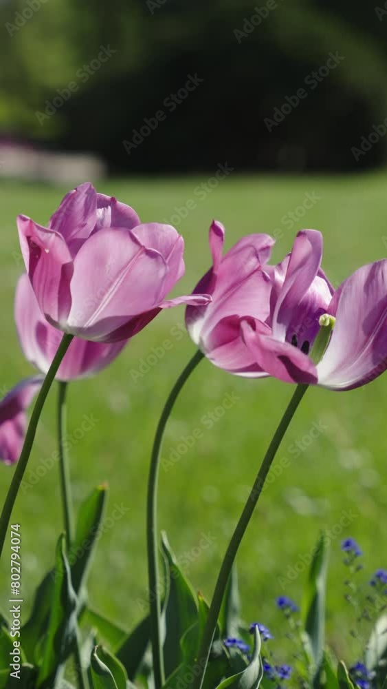 Beautiful Blooming bright Spring tulips flowers close-up on a sunny day in the city park