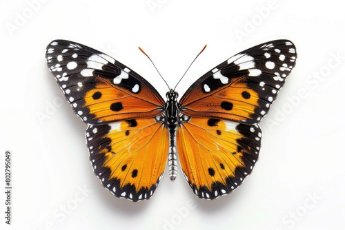 Close up shot of a butterfly on a white background. Suitable for nature and wildlife themes