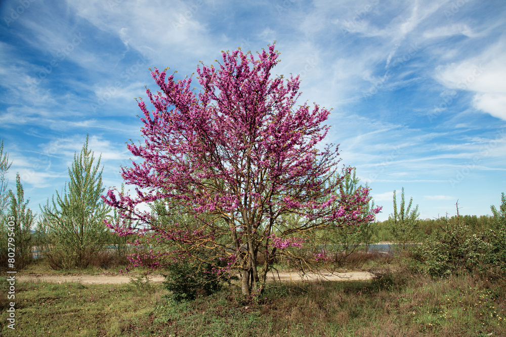 Blooming Judas tree in ornamental garden Blooming Judas tree in ornamental garden