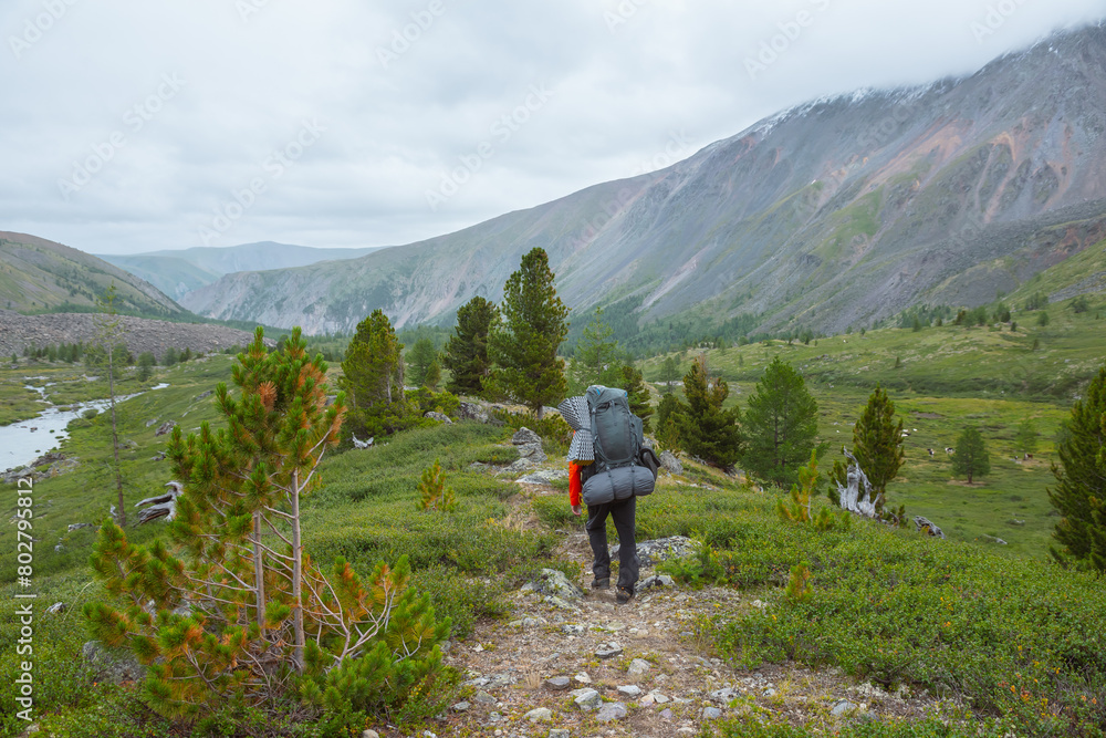 Man with big backpack goins along trail in mountain valley among sparse conifer trees in rainy weather. Backpacker on way in open forest in mountains under grey cloudy sky. Lush green alpine flora.