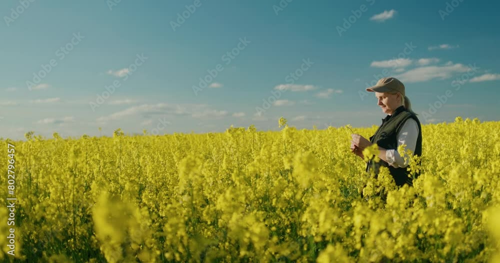 Woman farmer working in a picturesque field of blooming rapeseed Woman farmer working in a picturesque field of blooming rapeseed