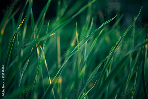 Juicy green grass close-up. Green grass background