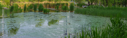 reeds in the water.  the view of a reed marsh.  the early summer scene of a wetland
