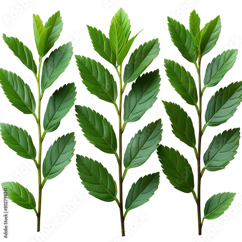 Melaleuca alternifolia leaves isolated on transparent background photo