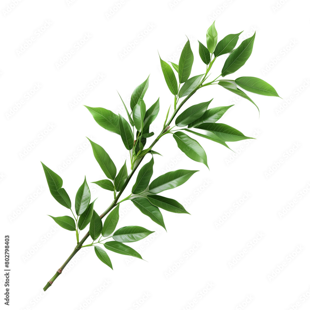 Obraz premium Bamboo branch with leaves isolated on transparent background