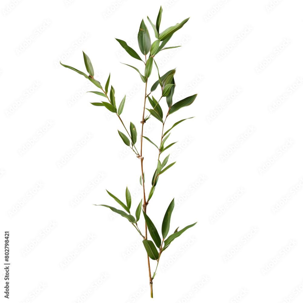 Obraz premium Bamboo branch with leaves isolated