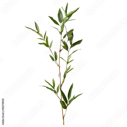 Bamboo branch with leaves isolated