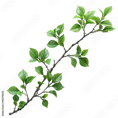 Branch with few leaves isolated on transparent background