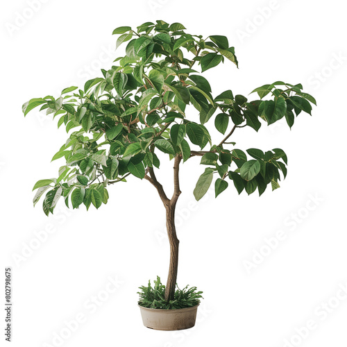 Apocynaceae tree isolated on transparent background