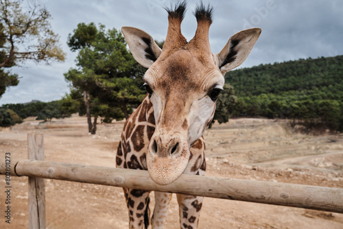 Close-up of the head of giraffe  in Aitana safari park, Spain, outside during the day.