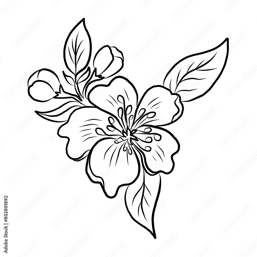 Fototapeta premium Free hand Sakura flower vector set, Beautiful line art Peach blossom isolate on white background.Cherry blossom illustration set.Element for weding card or printing on backdrop.