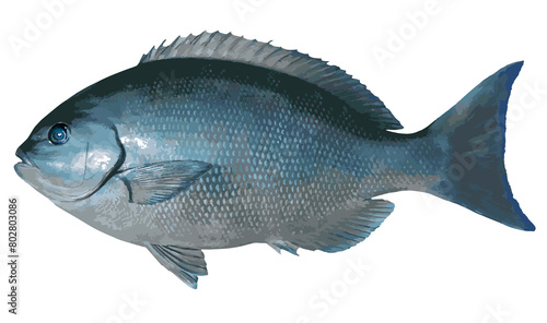 体高のある大型オナガメジナの美しい魚体をイラスト風にレタッチ加工した切り抜き画像。 photo