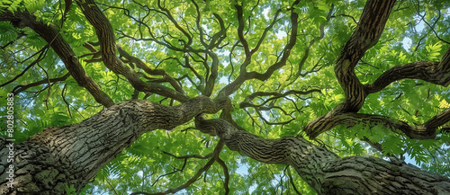 anoramic view of the canopy and branches from below, of an old oak tree in beauntiful south carolina with lush green foliage