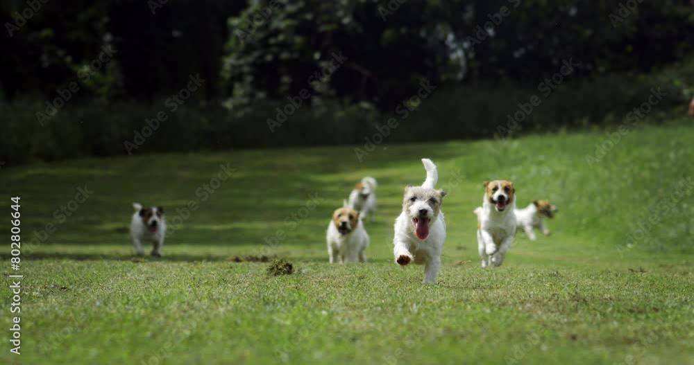 Slow motion of group of playful puppies of Jack Russell Terrier dog are running in green park surrounded by nature in sunny day. Dog breeding, domestic pets and love for animals