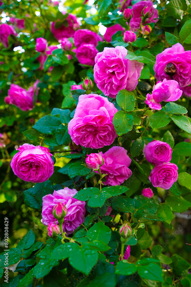 雨後の薔薇 雨後の薔薇