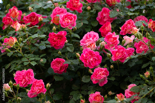 Wallpaper Mural 雨後の薔薇 Torontodigital.ca