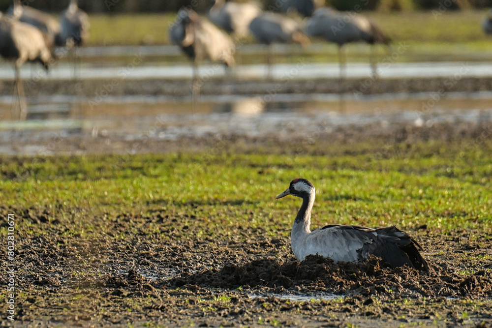Cranes, the most beautiful birds in the world Cranes, the most beautiful birds in the world