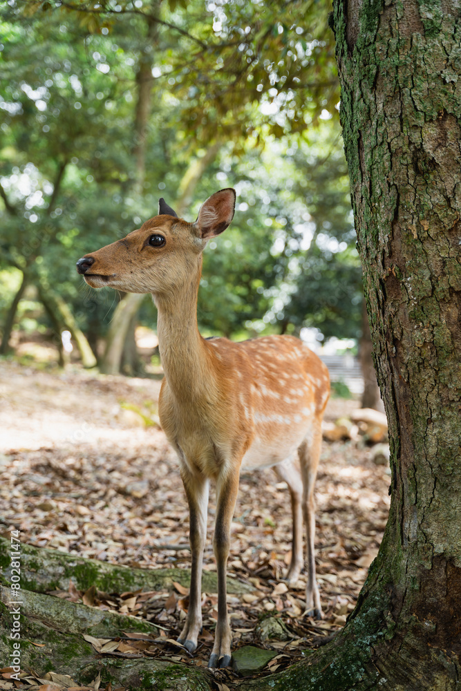 Little deer