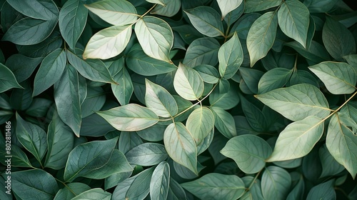 Vibrant green leaves creating a natural leafy backdrop. Lush Green wallpaper
