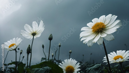 field of white poppies, also called opium. Papaver somniferum



 photo