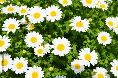 陽ざしを浴びて生き生き咲いている白い花　ノースポール