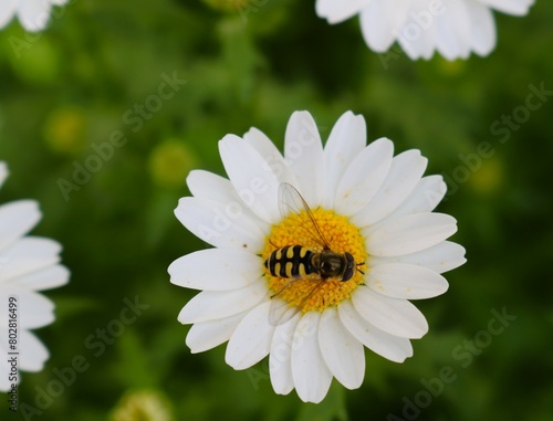 ハチがとまる白い花　ノースポール　春の日