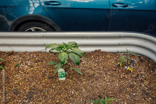 green bell pepper plant in Raised Garden Bed by street parking