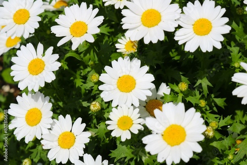 陽ざしを浴びて生き生き咲いている白い花　ノースポール
