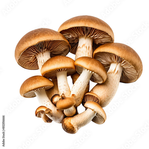 Royal brown champignon isolated on PNG background. Generative AI.