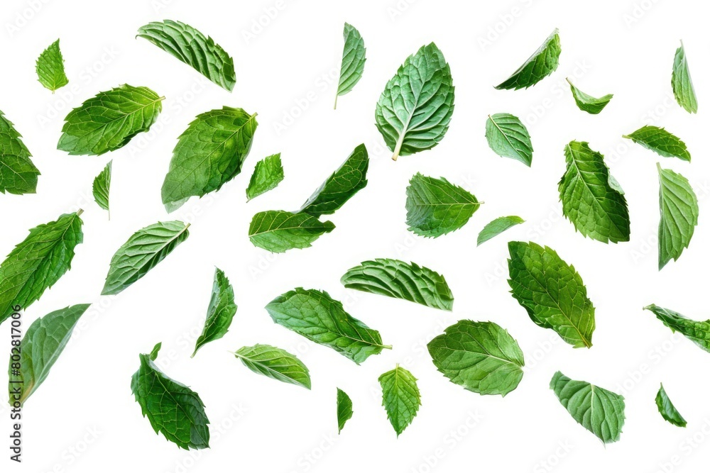Fresh green leaves arranged on a clean white surface. Perfect for nature and botanical designs Fresh green leaves arranged on a clean white surface. Perfect for nature and botanical designs