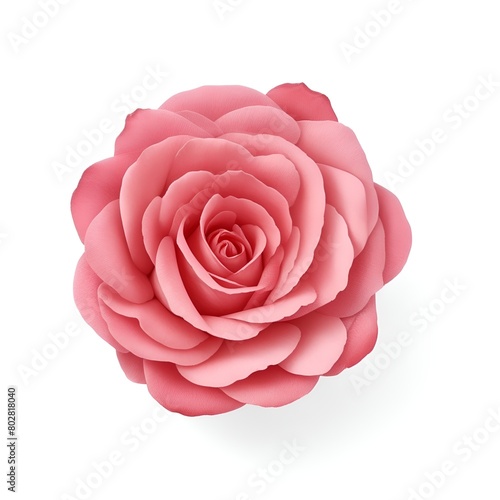 Noisette rose flower isolated on white background