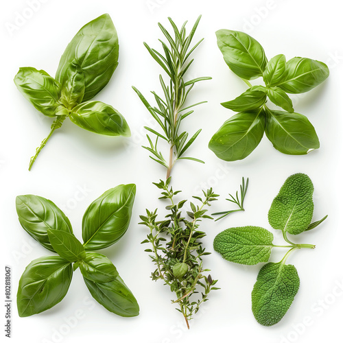 Fresh herbs on white background. Basil, rosemary, oregano, thyme, rosemary, basil leaves