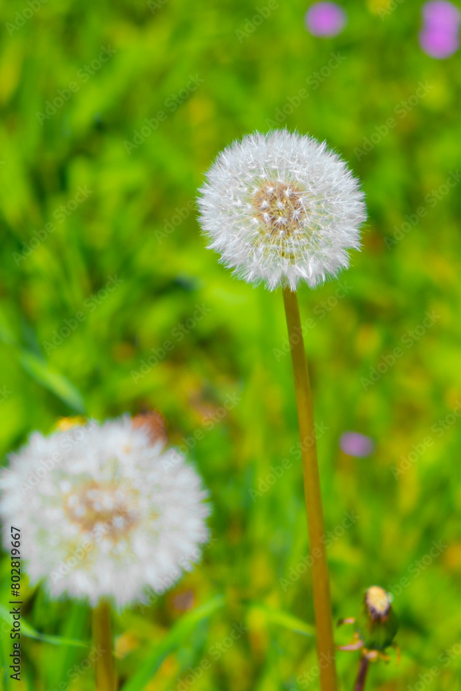 Dandelion on a background of green grass