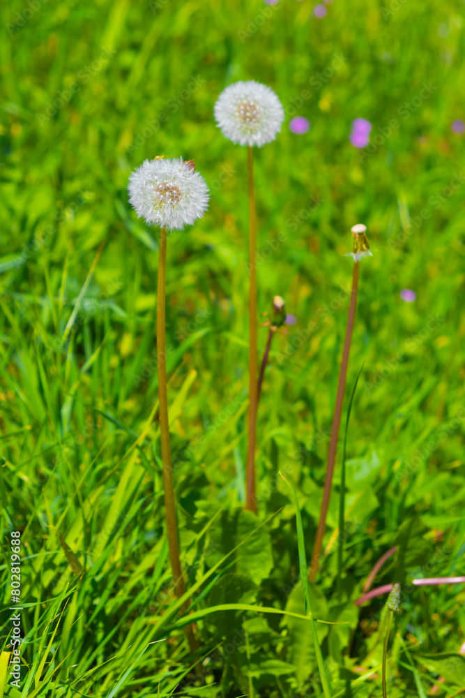Dandelion on a background of green grass Dandelion on a background of green grass