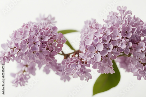 Branch of beautiful lilac flowers on isolated white background