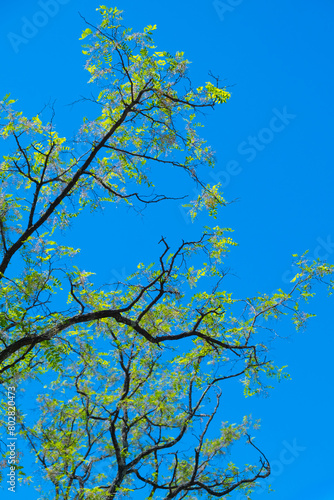 Fototapeta Naklejka Na Ścianę i Meble -  Tree branches in the blue sky, like Van Gogh
