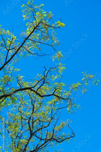 Tree branches in the blue sky, like Van Gogh