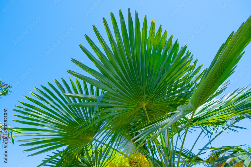 palm tree leaves against the background of blue sky palm tree leaves against the background of blue sky