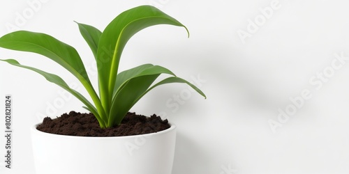 Plant in white pot isolated in white background