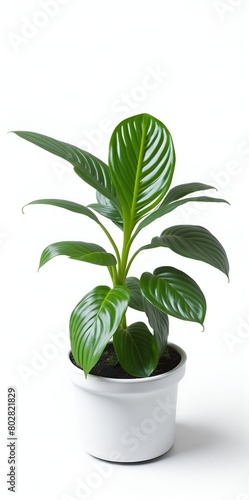 Plant in white pot isolated in white background