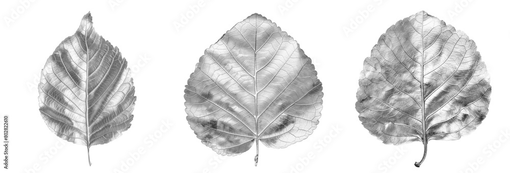 Set of silver aspen leaves