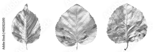 Set of silver aspen leaves photo