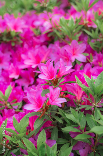 pink flowers in the garden