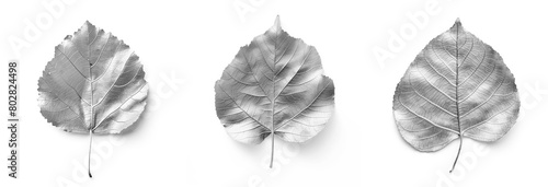 Set of silver aspen leaves with shadow isolated on white background photo