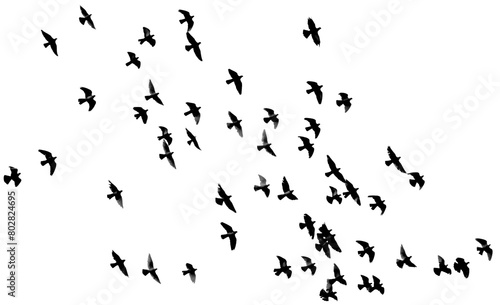 Fotografi Custome flock of dove brush png for photoshop and illustrator
