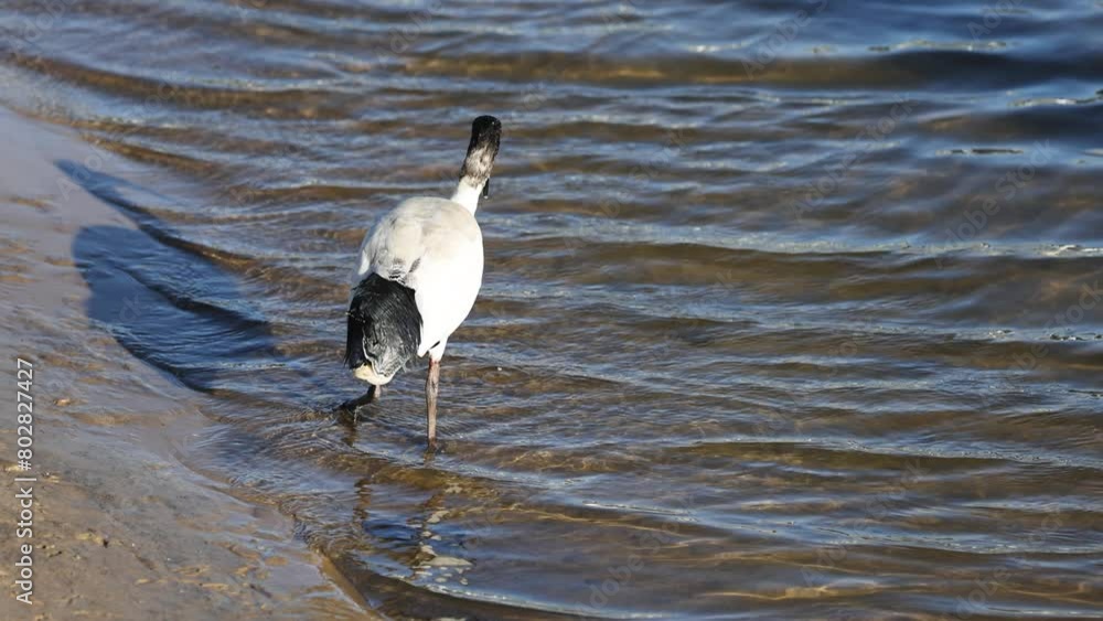 Ibis Birds Foraging by the Riverside Ibis Birds Foraging by the Riverside