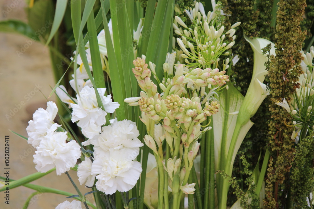 Obraz premium flores