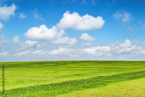 Fresh green field and blue sky