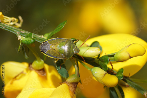 Close up Gorse shield bug (Piezodorus lituratus) family Pentatomidae on yellow flowers of Cytisus scoparius (syn. Sarothamnus scoparius), common broom or Scotch broom. Spring, Netherlands